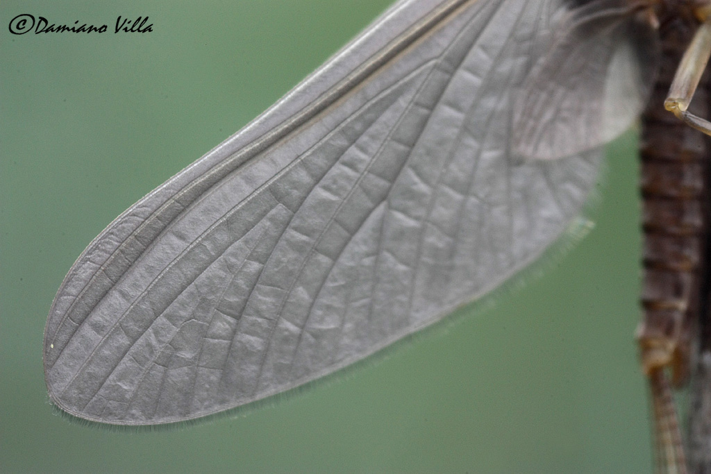 Serratella ignita maschio sub-imago